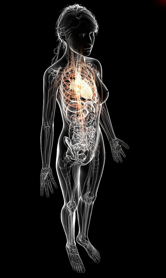 Female cardiovascular system,artwork