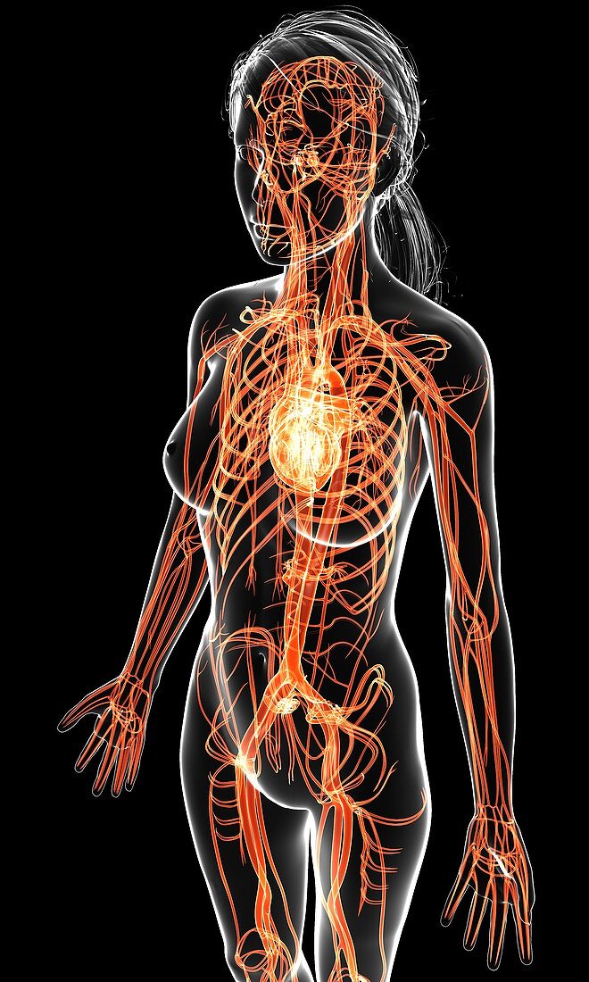 Female cardiovascular system,artwork