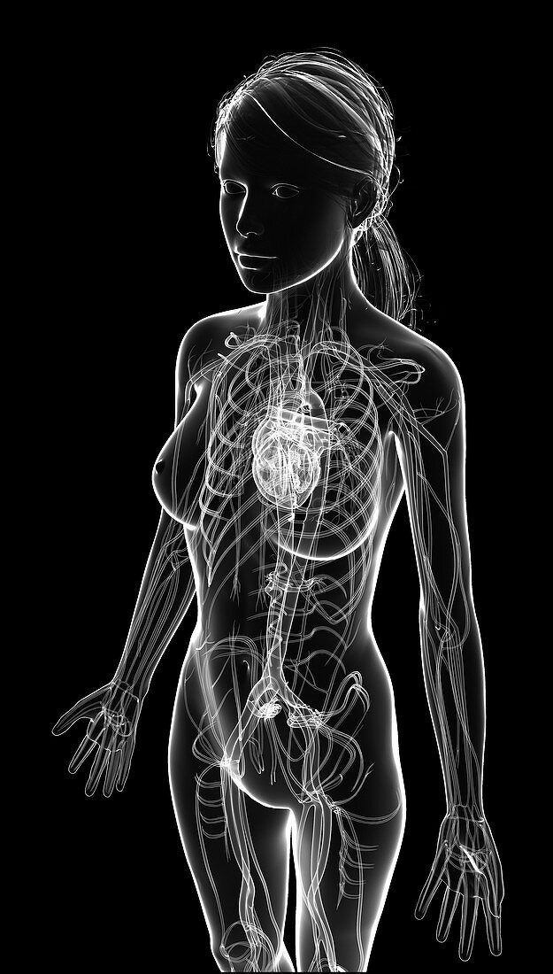 Female cardiovascular system,artwork