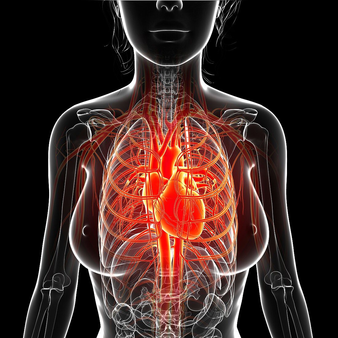 Female cardiovascular system,artwork