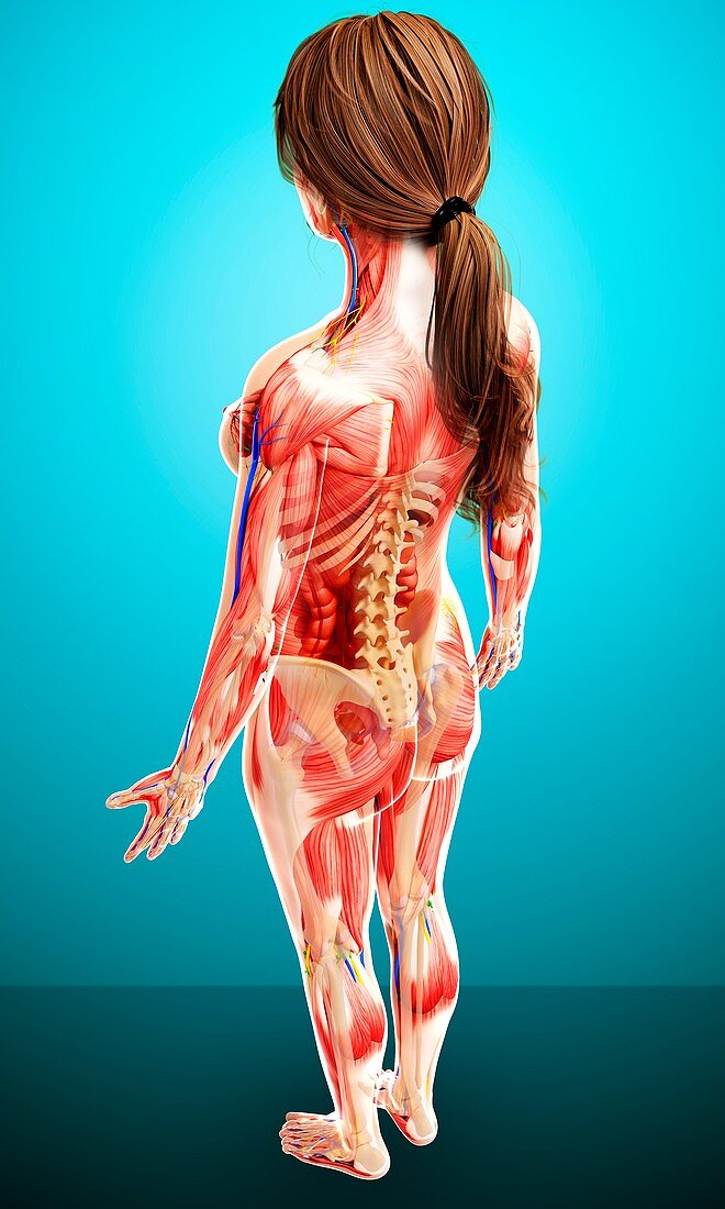 Female anatomy,artwork