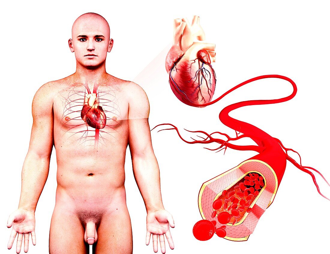 Male cardiovascular system,artwork