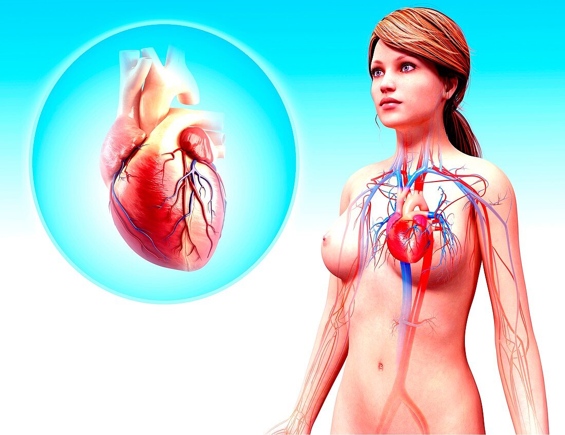 Human heart anatomy,artwork