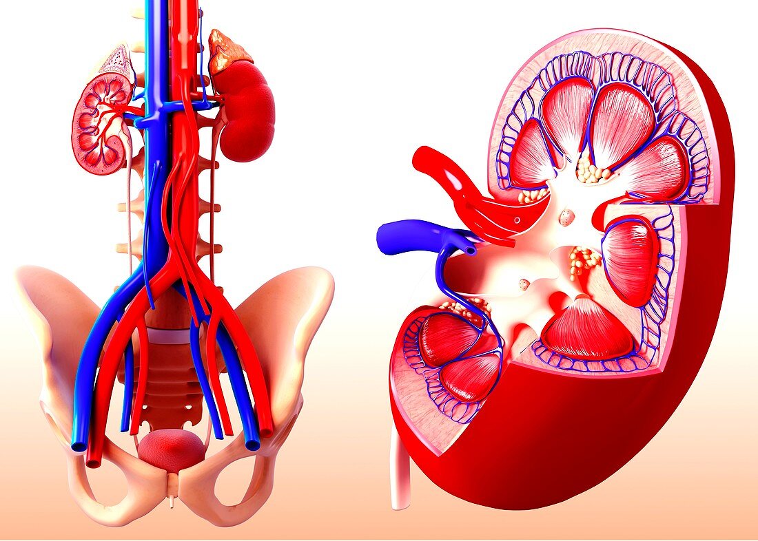 Human kidney,artwork