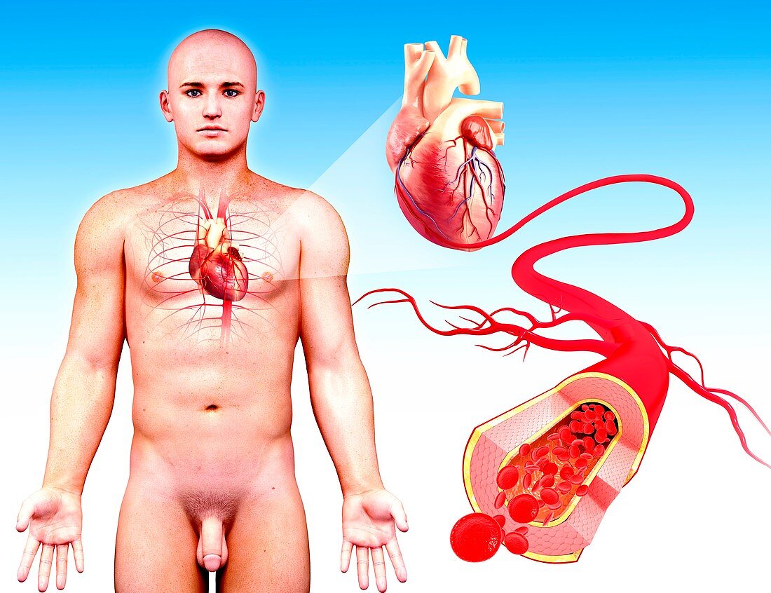 Male cardiovascular system,artwork