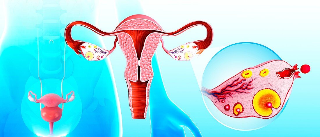 Female reproductive system,artwork