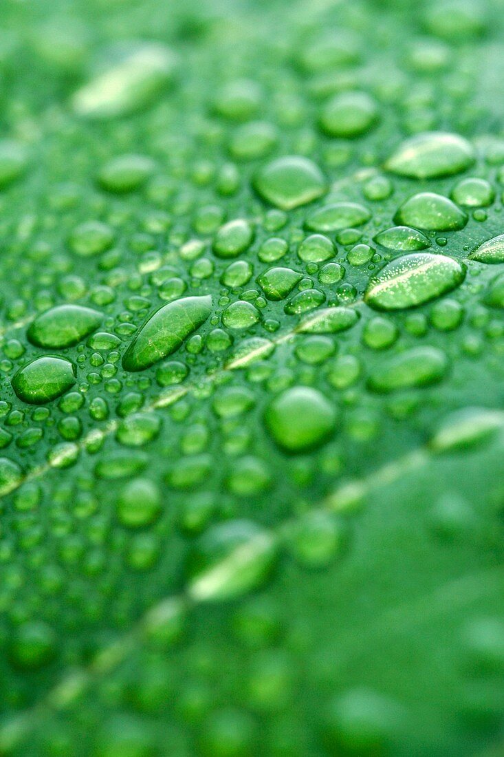 Water drops on leaf