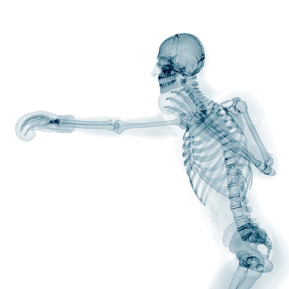 Skeleton boxing,artwork