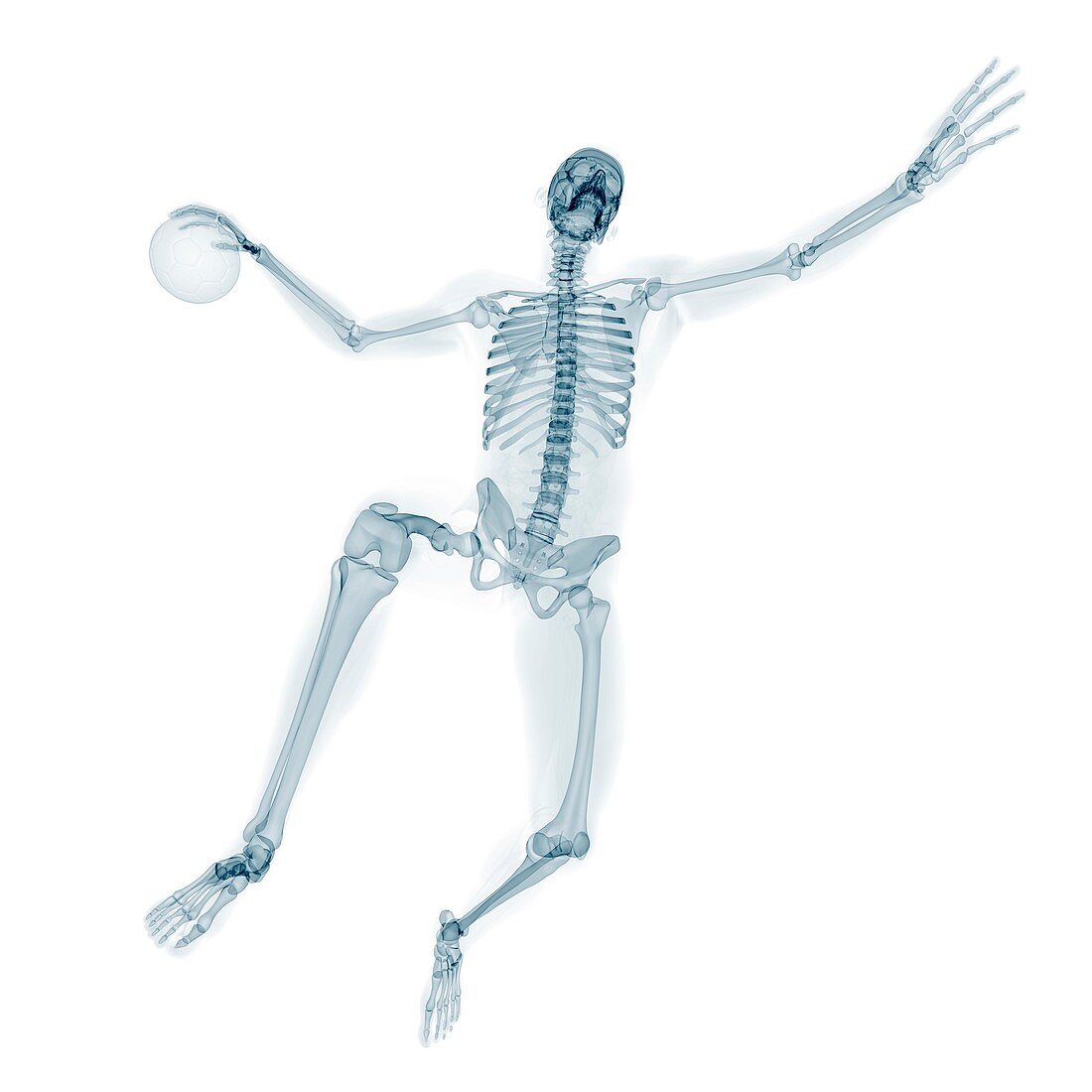Skeleton playing handball,artwork