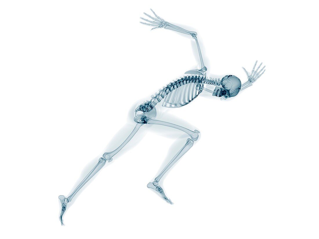 Skeleton sprinting,artwork