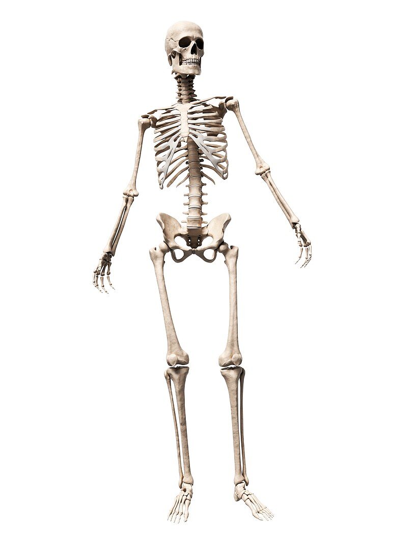 Male skeleton,artwork