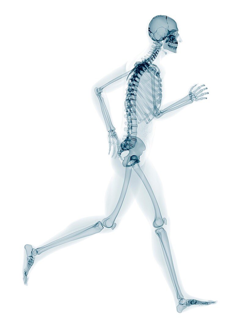 Skeleton running,artwork