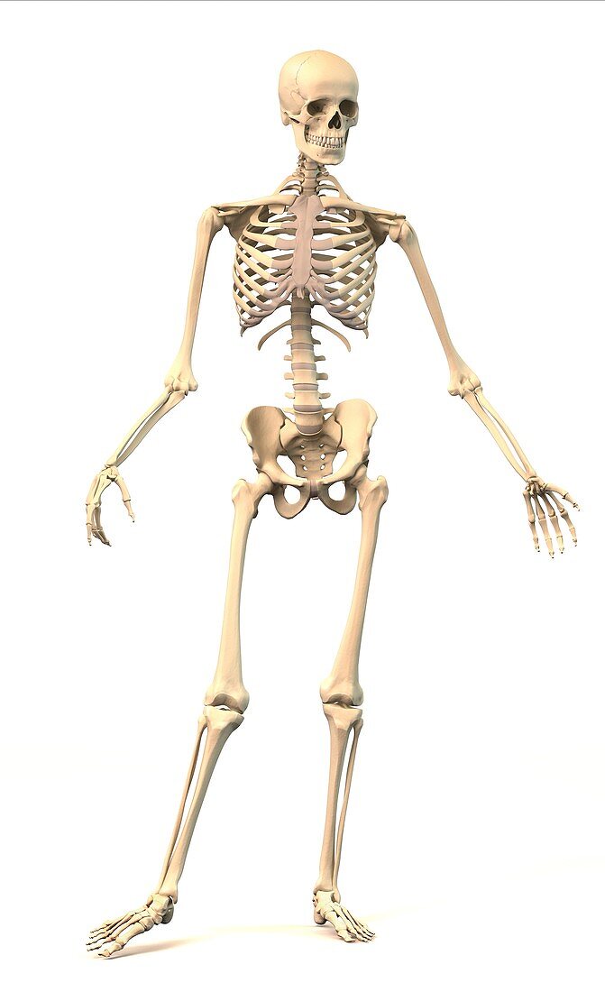 Male skeleton,artwork