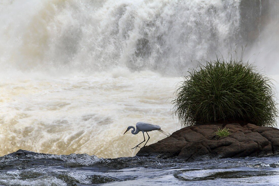 Great egret at Iguazu Falls,Argentina