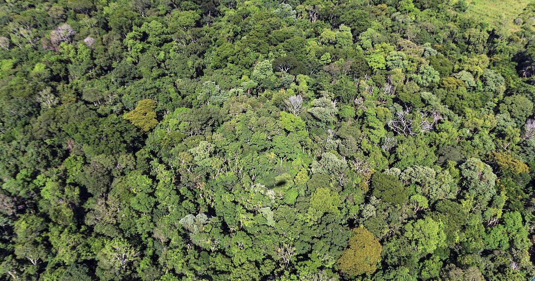 Tropical forest near Iguazu Falls