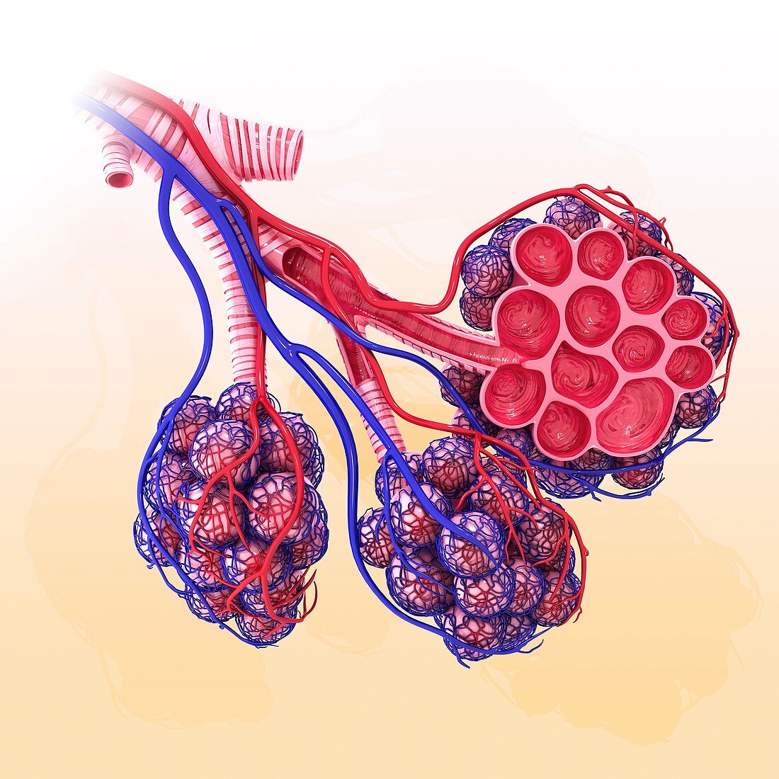 Human alveoli,artwork