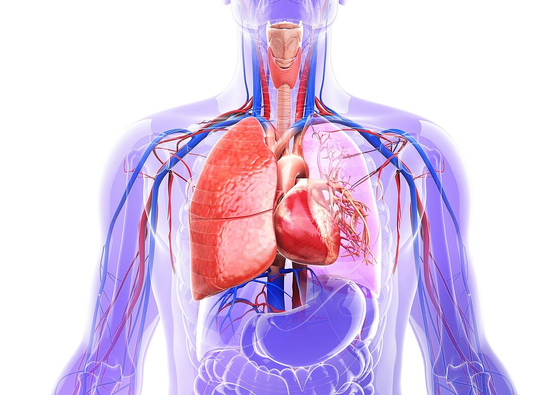 Human respiratory system,artwork