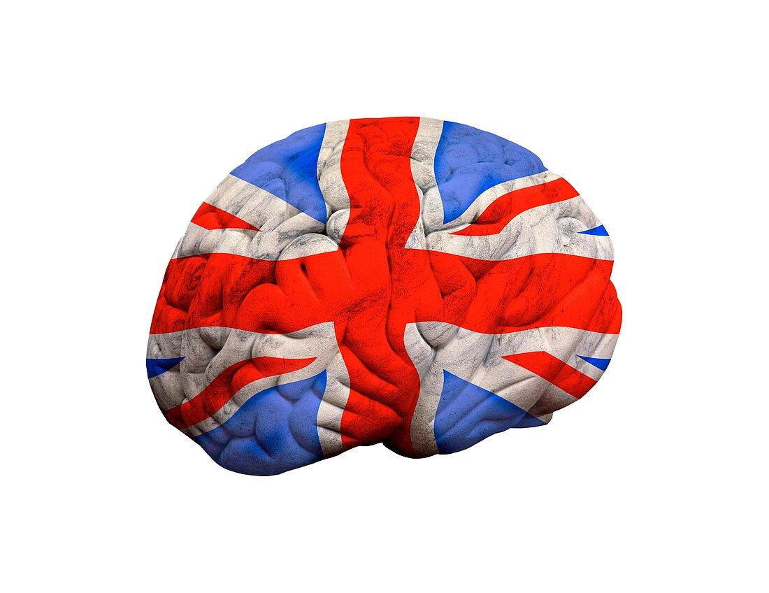 British brain,conceptual artwork