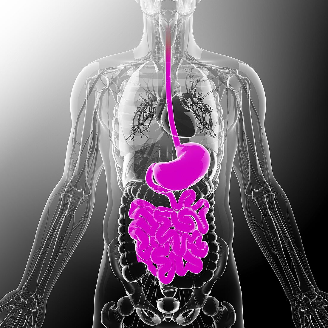 Human digestive system,artwork