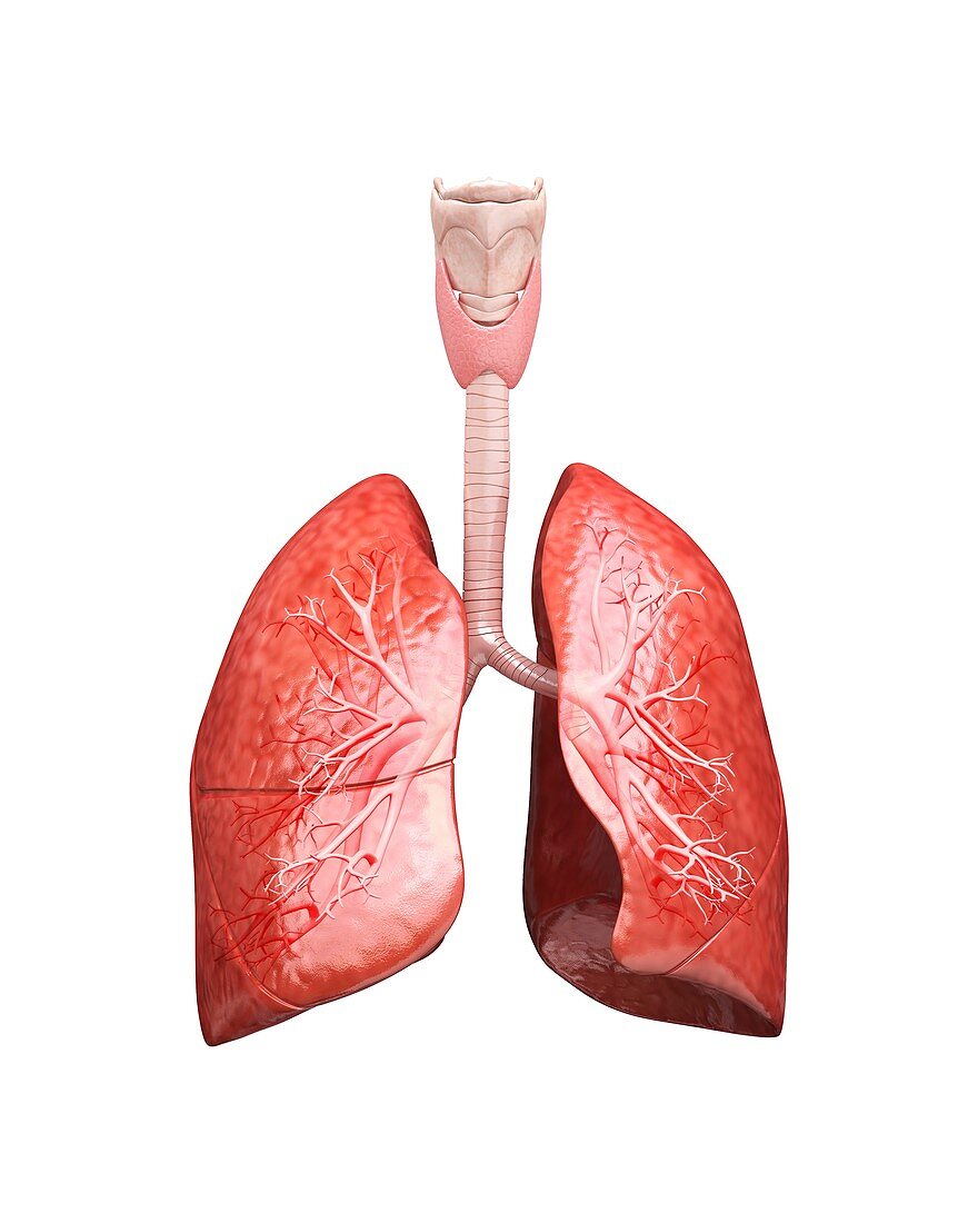 Human lungs,artwork