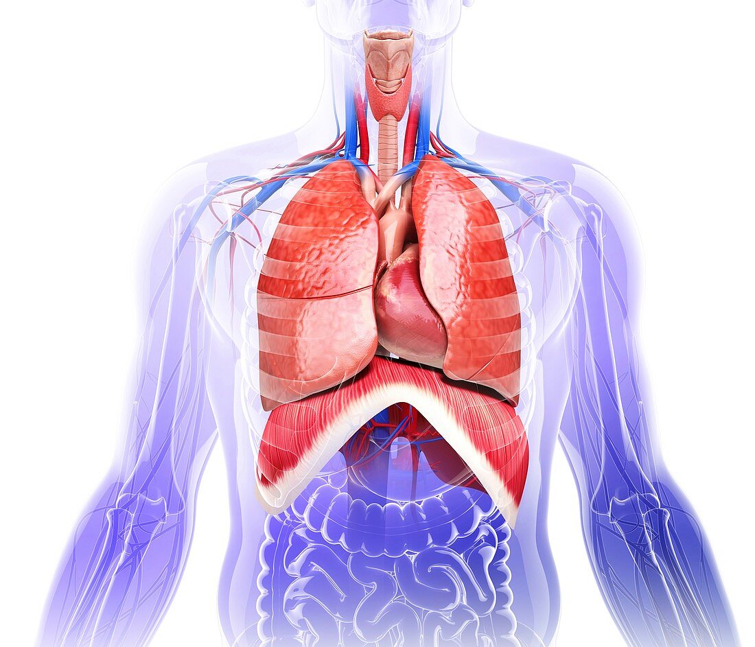 Human respiratory system,artwork