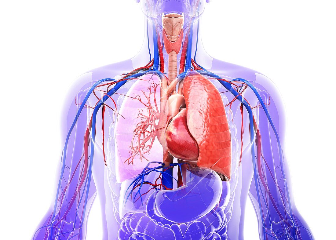 Human cardiovascular system,artwork