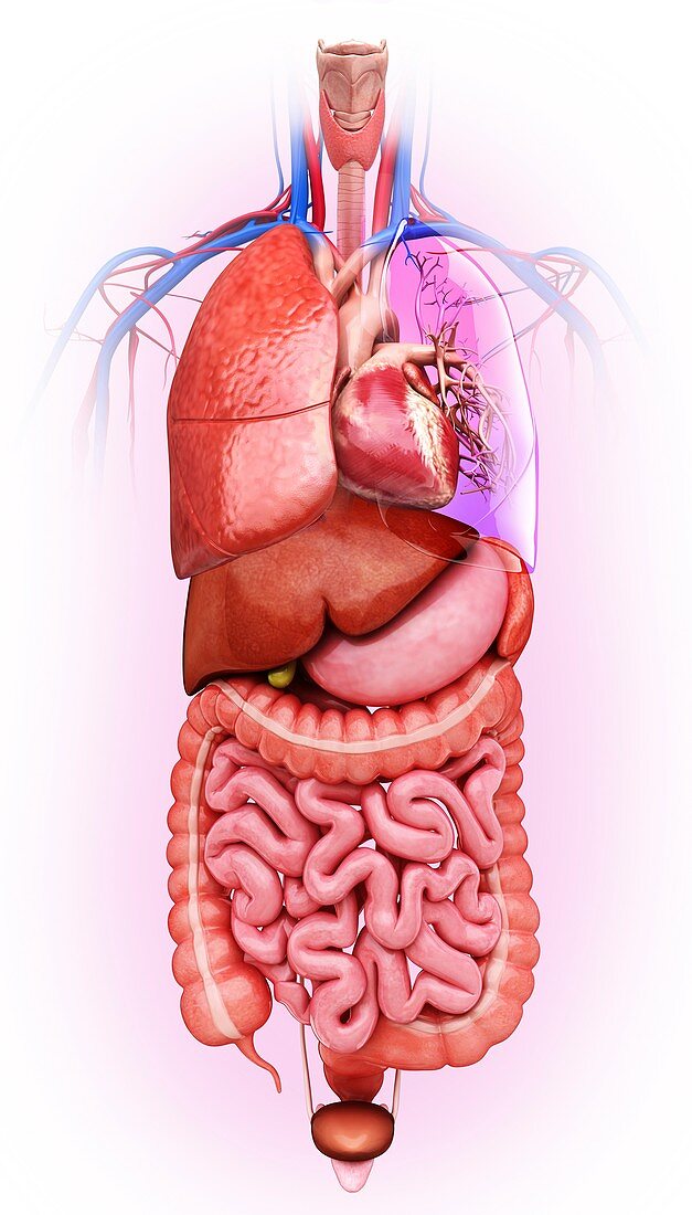 Human internal organs,artwork