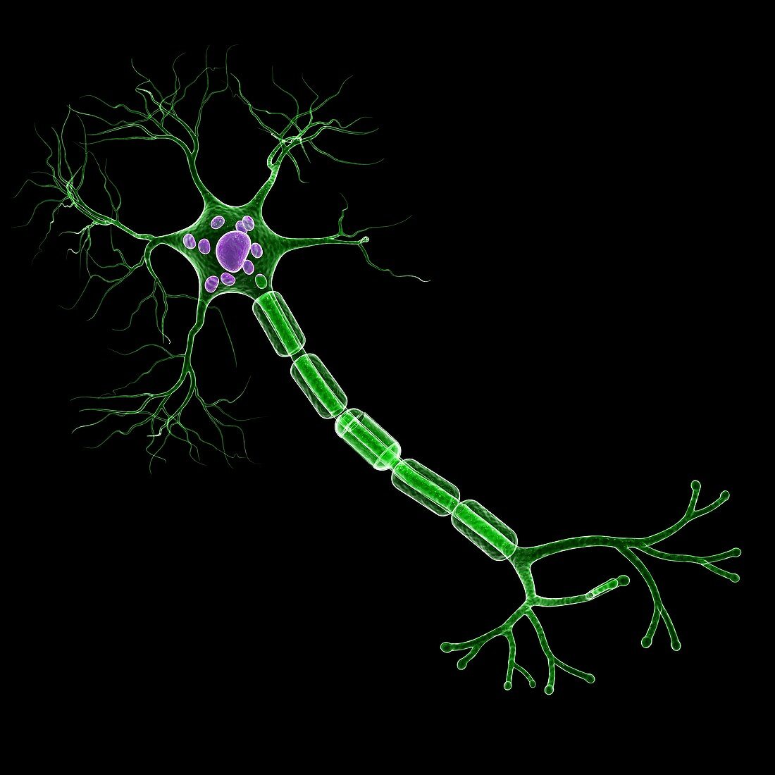 Nerve cell,artwork