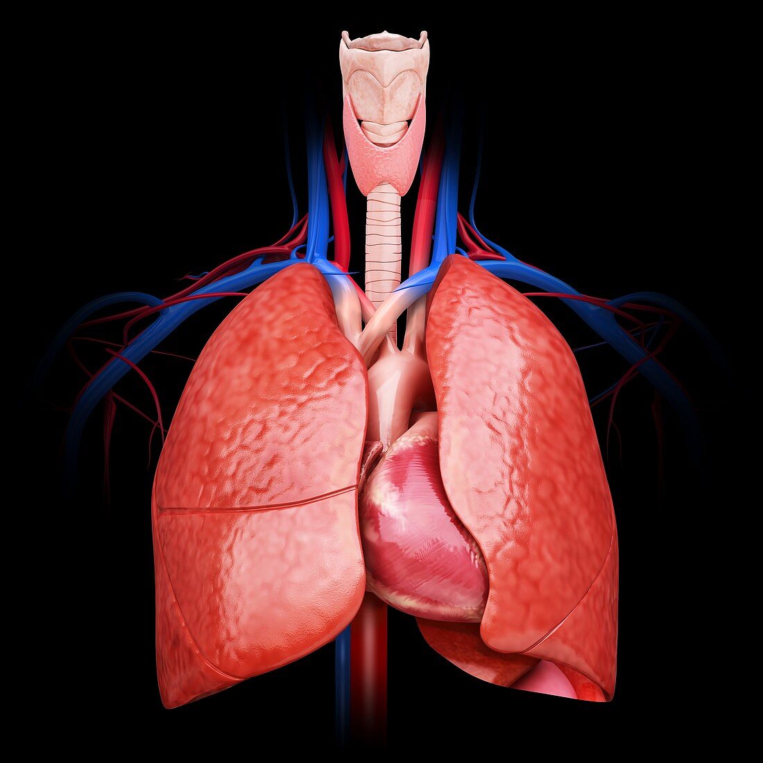 Human lungs,computer artwork