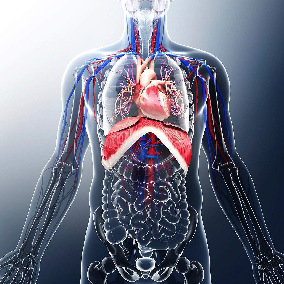 Human cardiovascular system,artwork