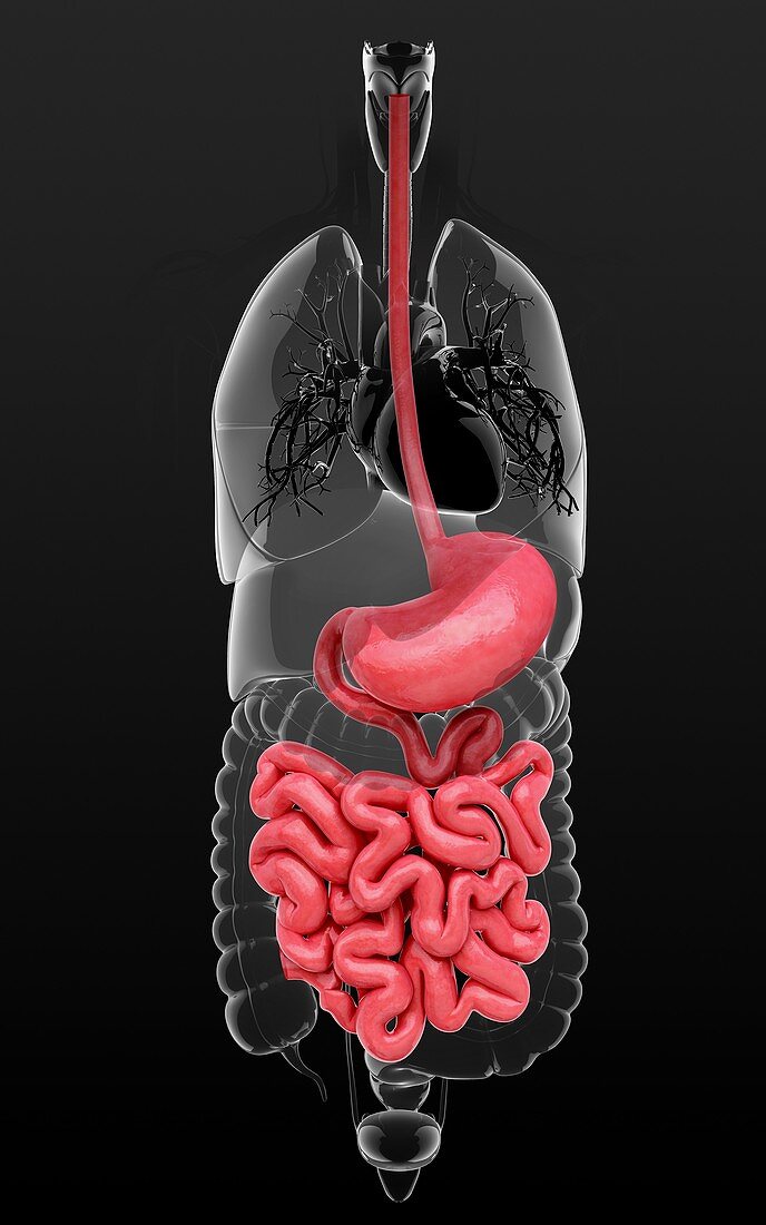 Human digestive system,artwork