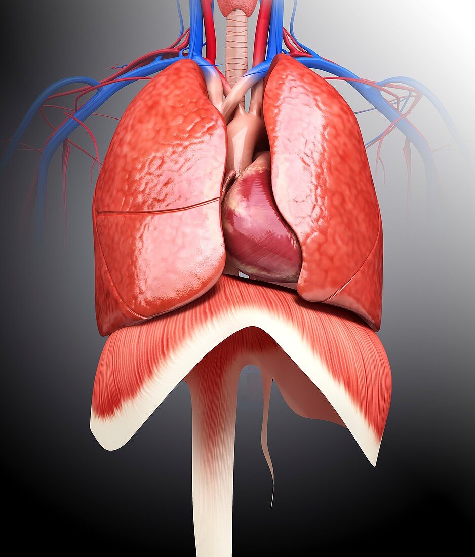 Human respiratory system,artwork