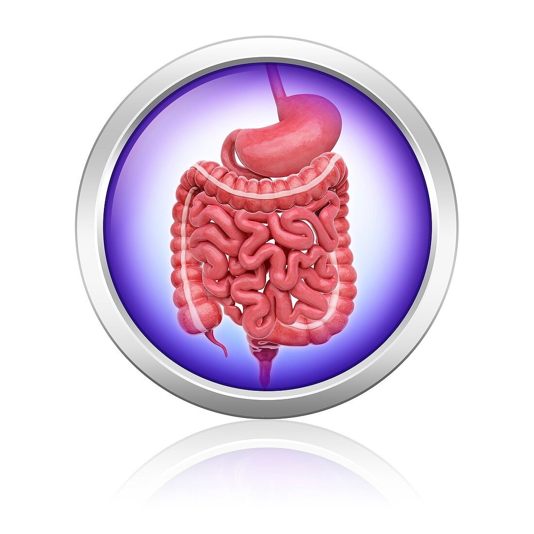 Human digestive system,artwork