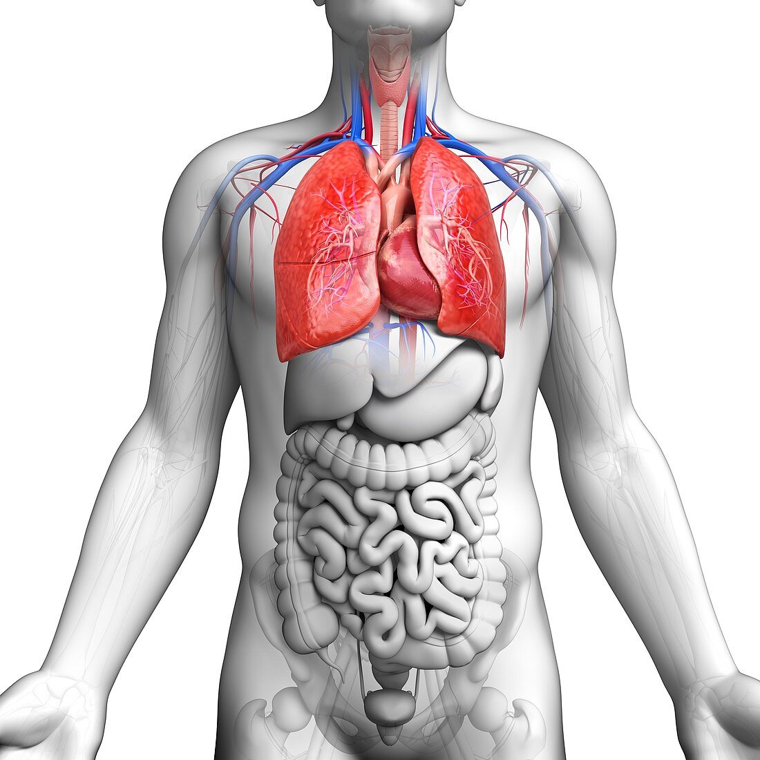 Male respiratory system,artwork
