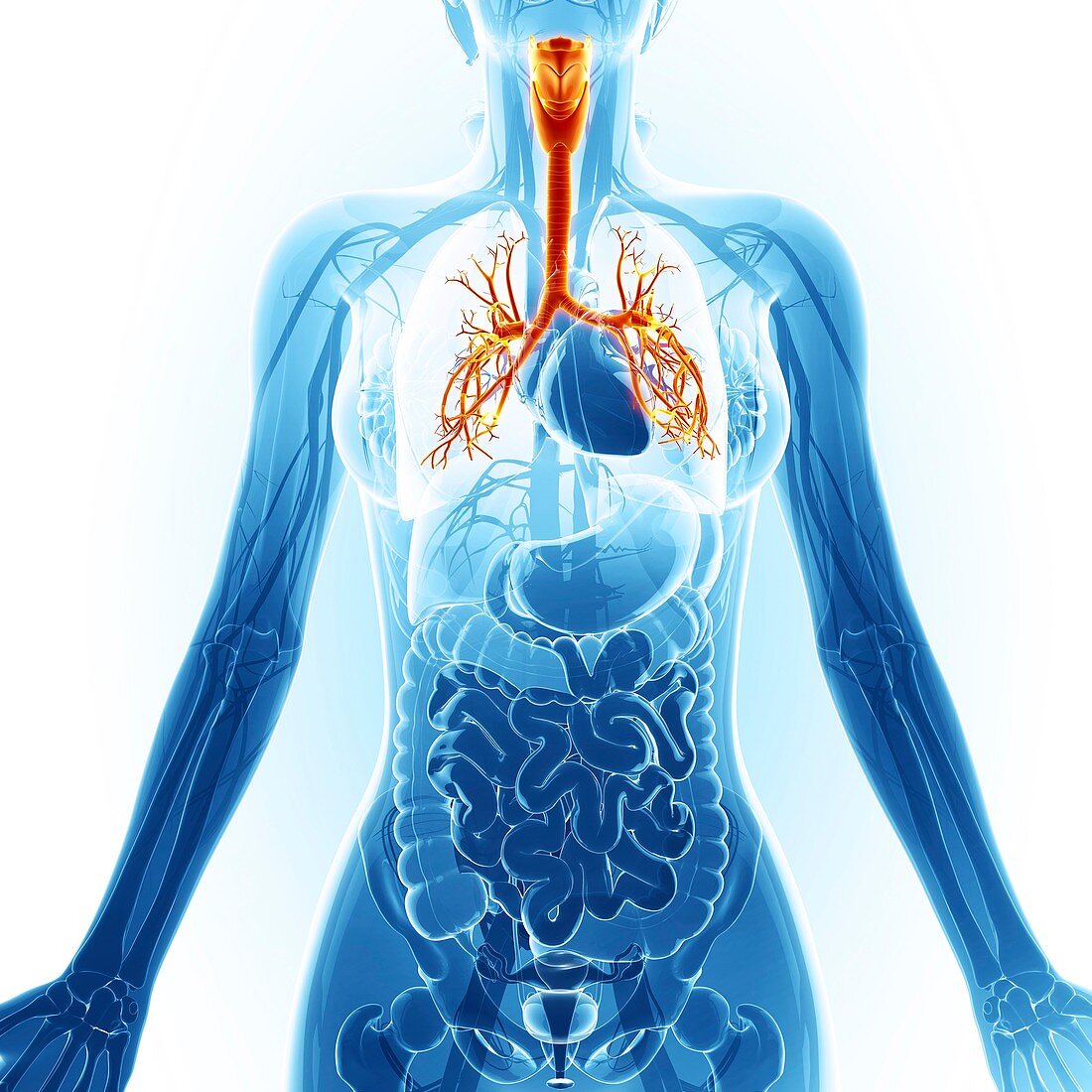 Human cardiovascular system,artwork