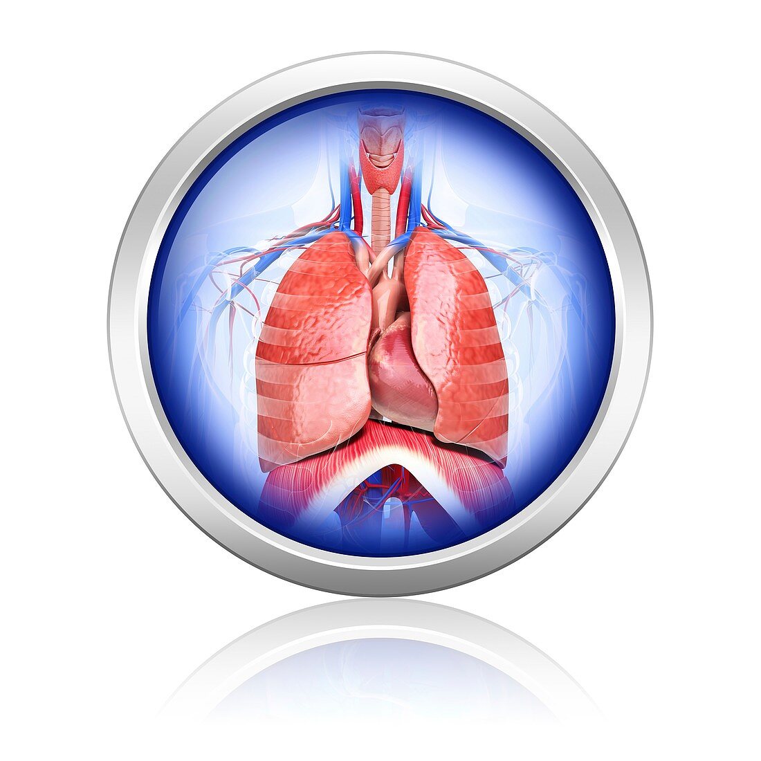 Human respiratory system,artwork