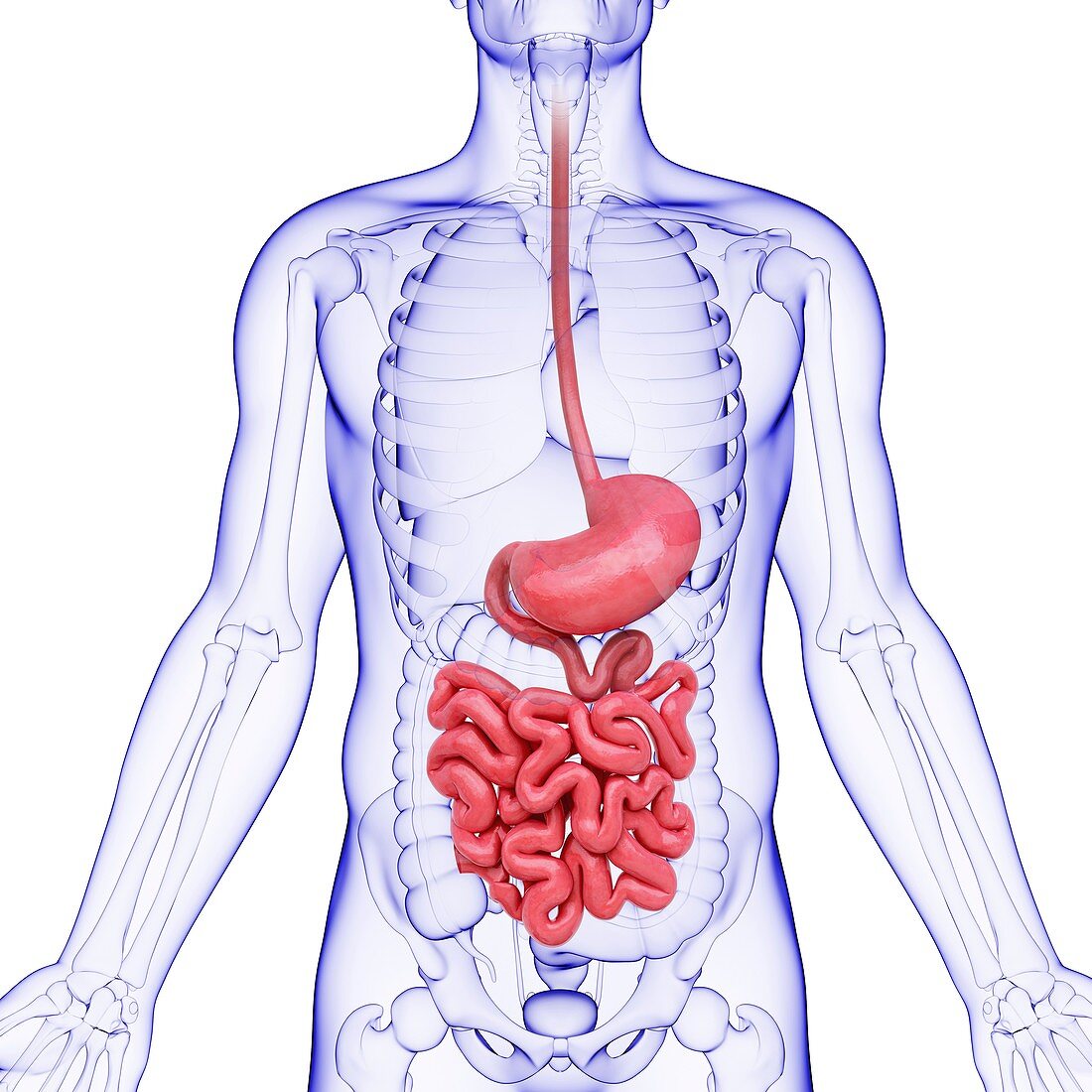 Human digestive system,artwork