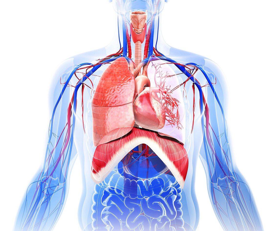 Human cardiovascular system,artwork