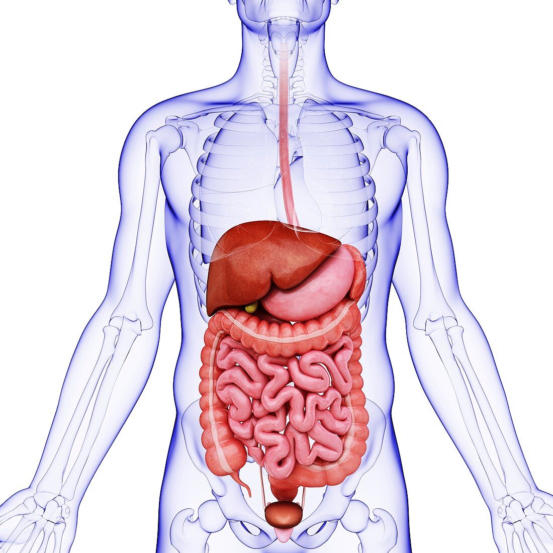 Human digestive system,artwork