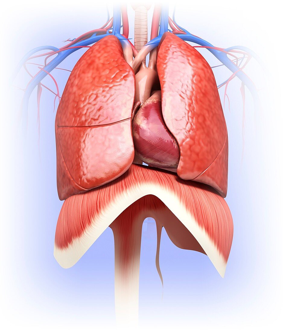 Human heart and lungs,artwork