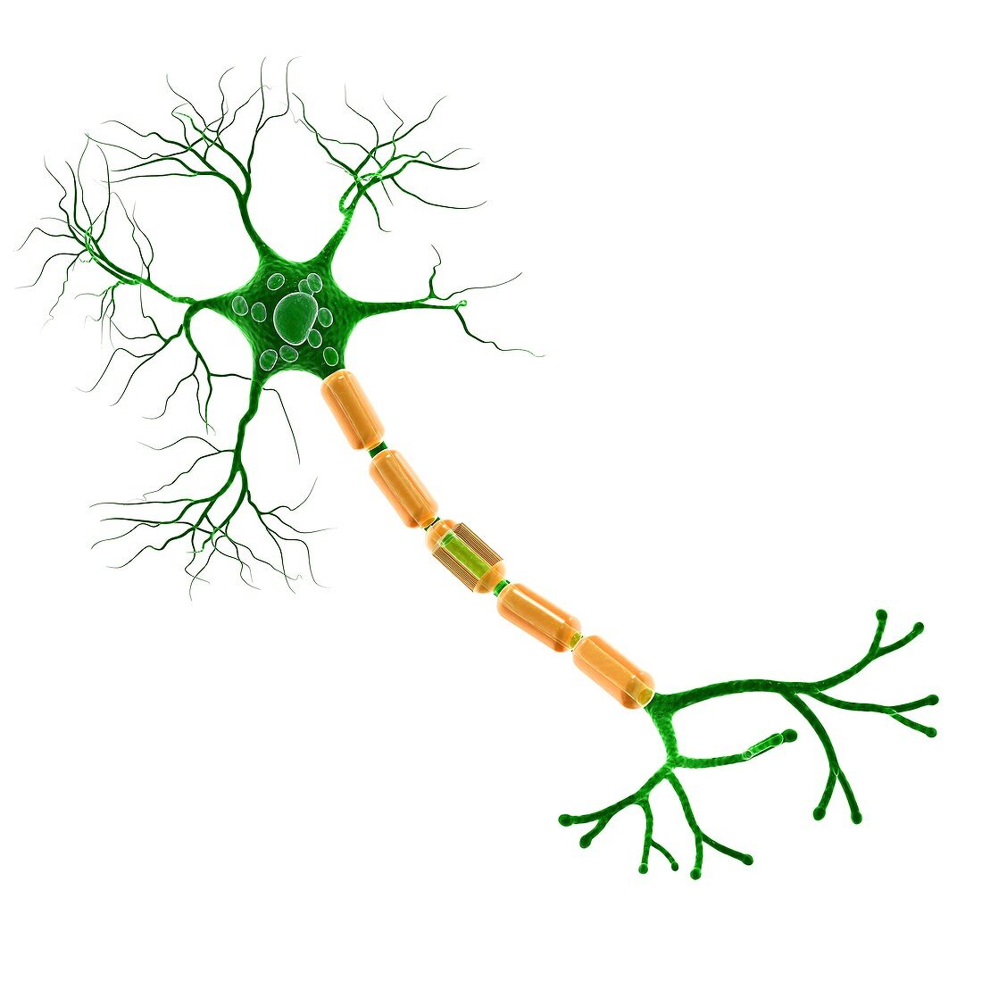 Nerve cell,artwork