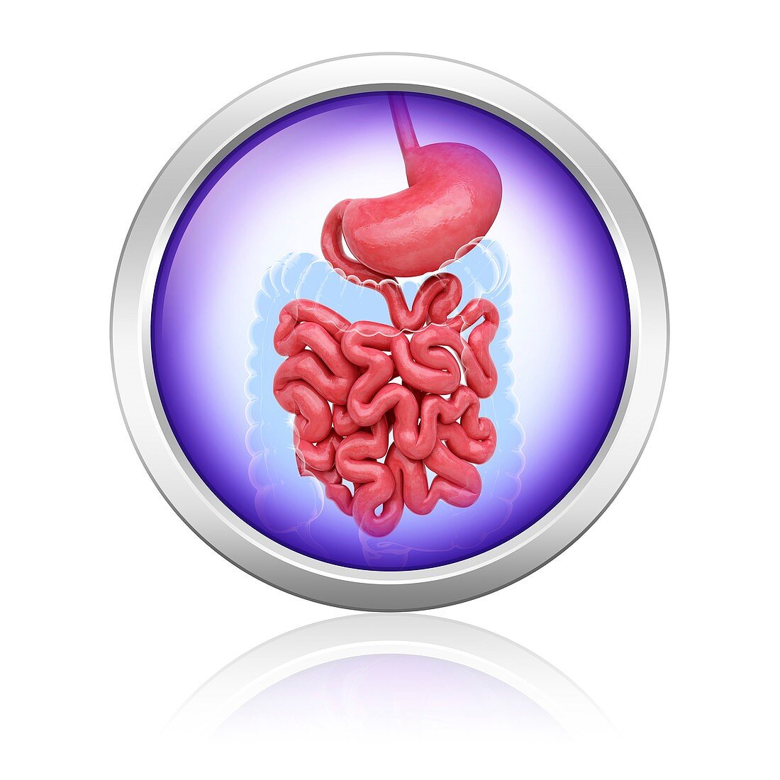 Human digestive system,artwork