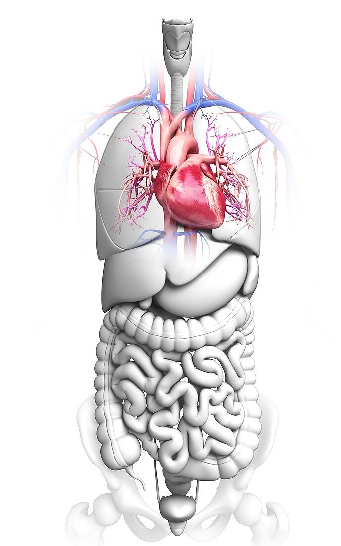 Human cardiovascular system,artwork