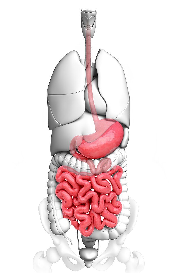 Human digestive system,artwork