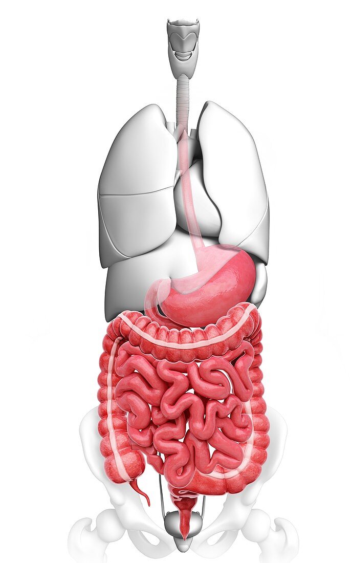 Human digestive system