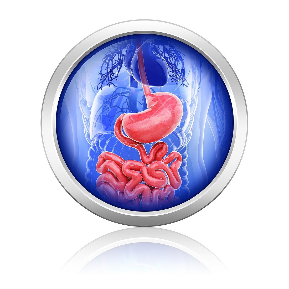 Human digestive system,artwork