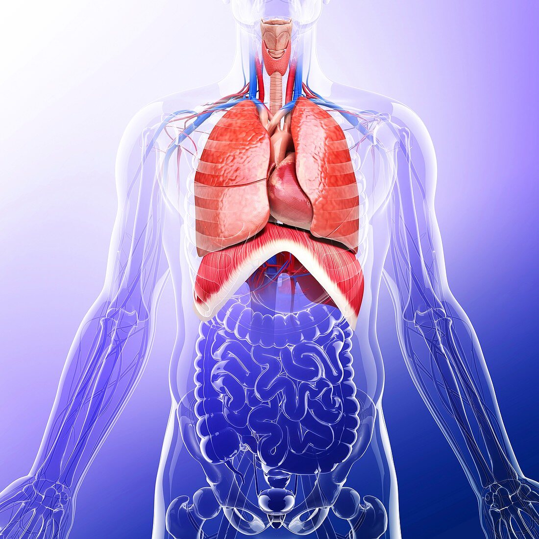 Human respiratory system,artwork