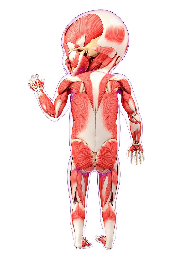 Baby's muscular system,artwork