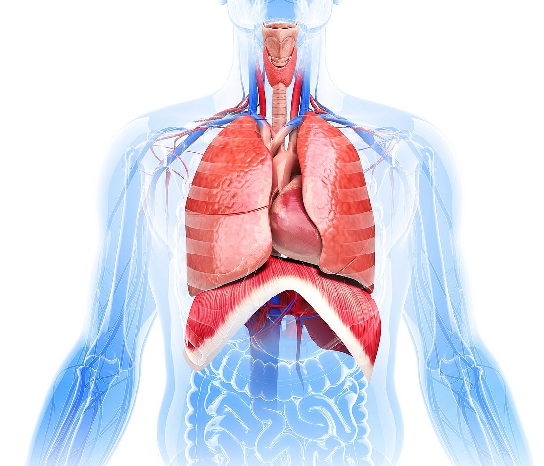 Human respiratory system,artwork