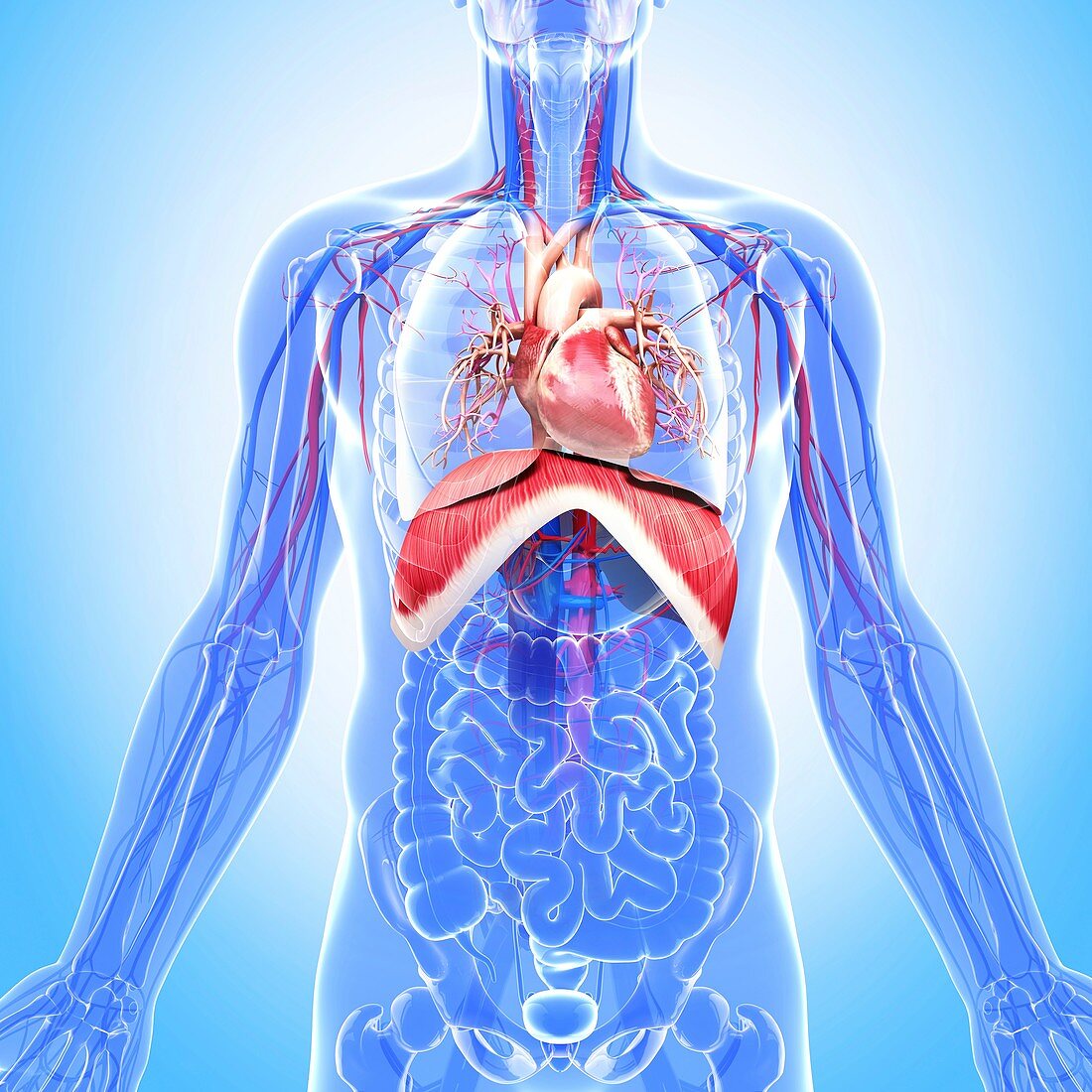 Human respiratory system,artwork